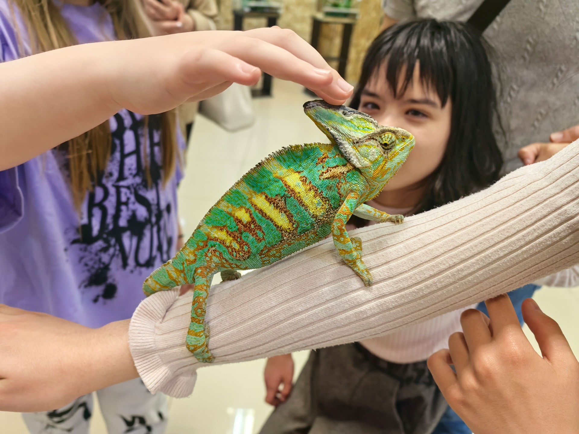 Colorful chameleon resting on a hand, showcasing its vibrant scales