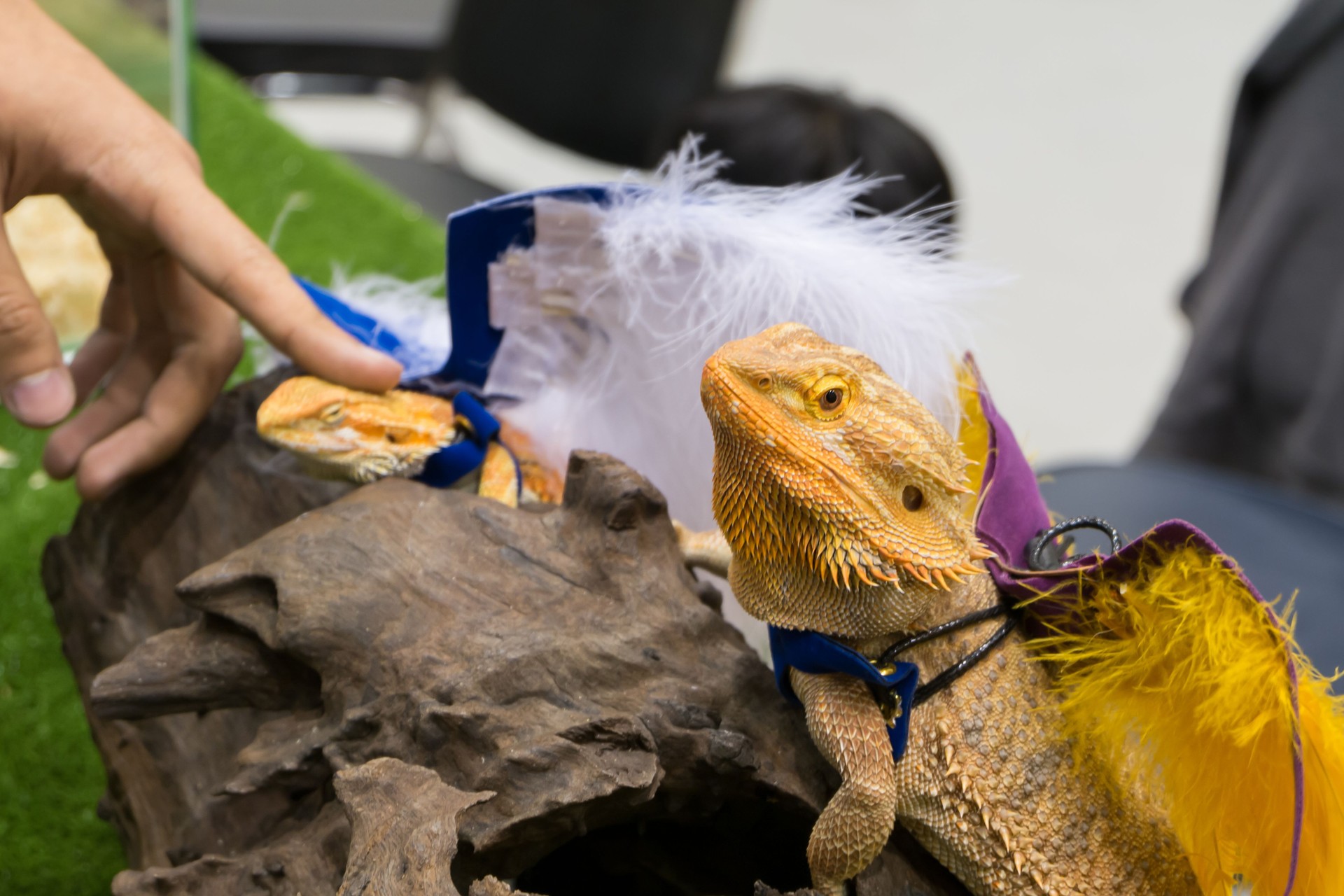 Bearded Dragon (Pogona vitticeps) dressed up in pet show