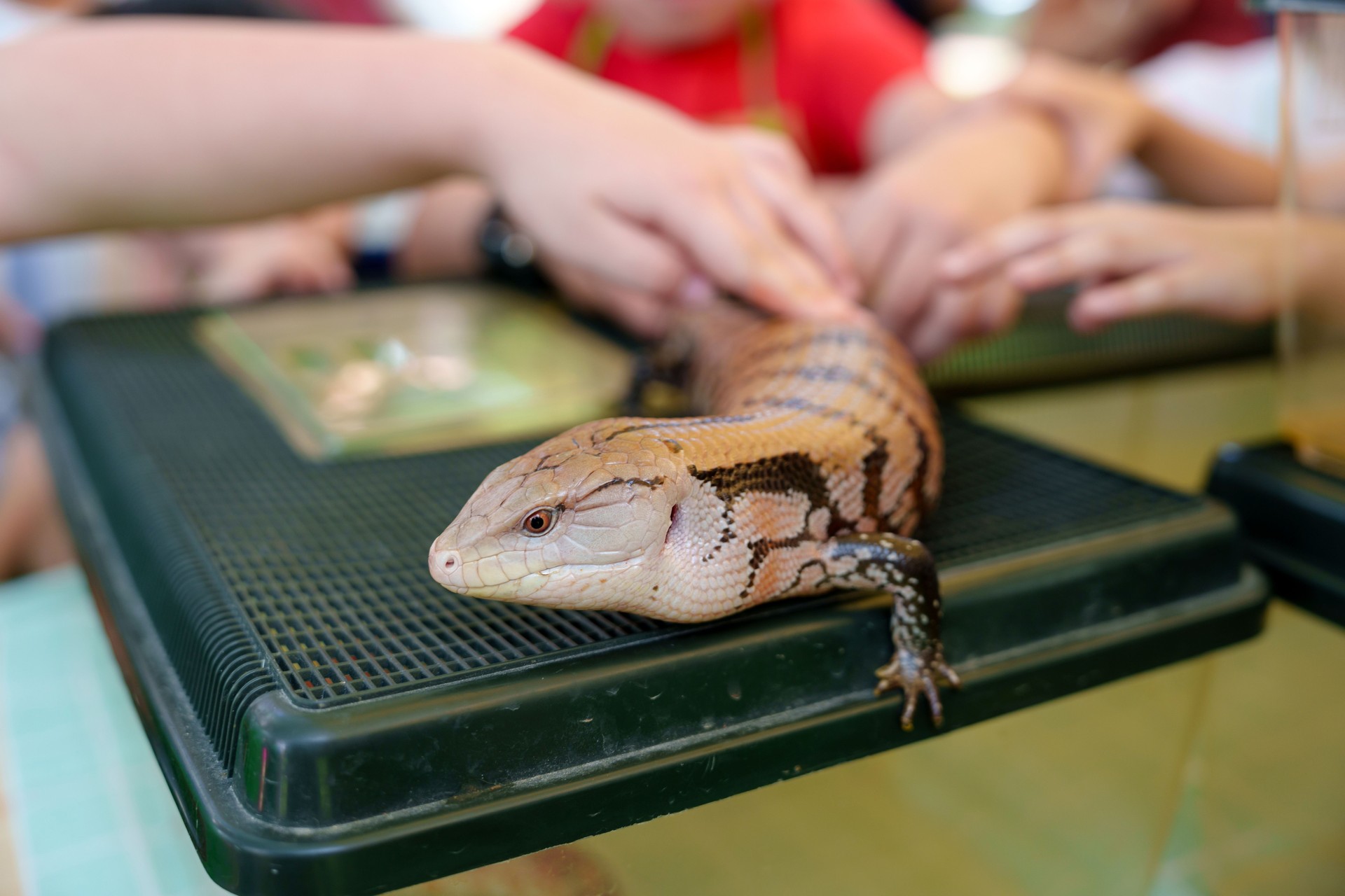 A close-up of a small group of children's hands touching the skin of lizards at a pet store.